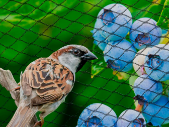 Bird Netting