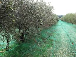  Olive Harvest Netting 3m