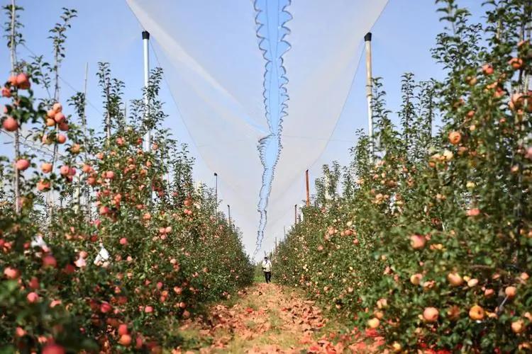 Antihail Netting