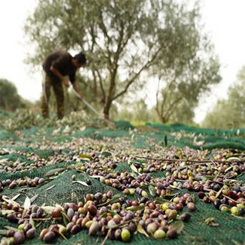 Green Olive Harvest Netting