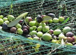 Fruit Harvest Nets