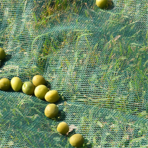 Green Olive Harvest Net