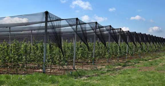  Hail Netting For Vineyards