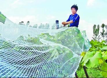 Bird Netting