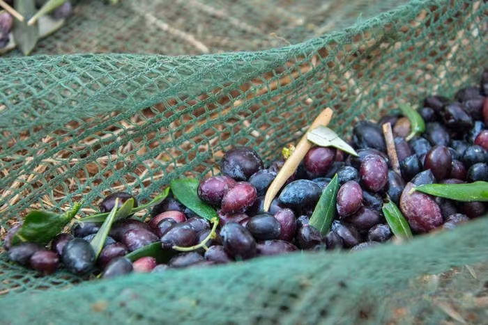  Olive Harvest Netting 2m