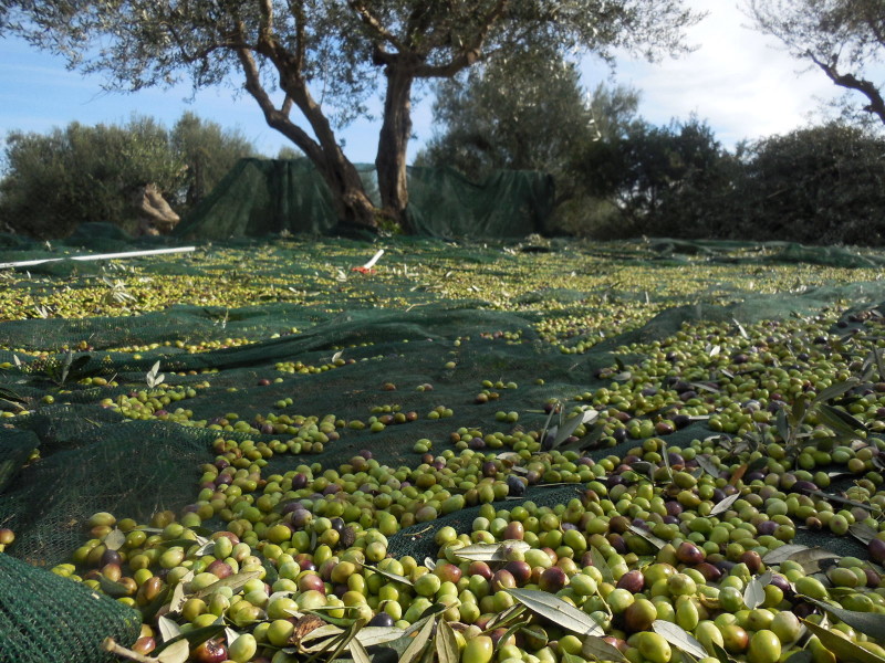  Olive Harvest Netting