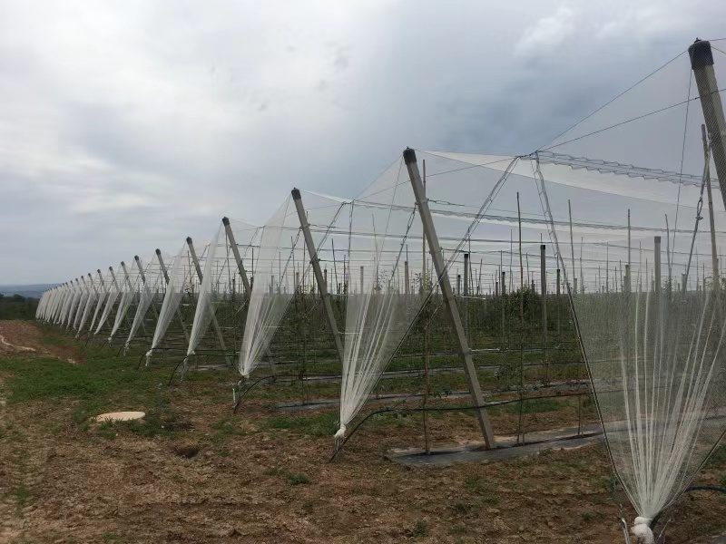  Hail Netting For Vineyards