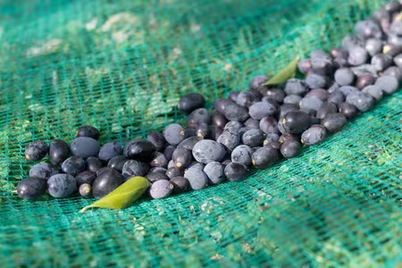  Olive Harvest Netting 2m