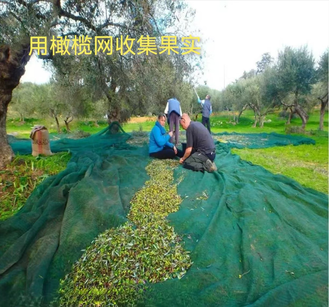  Olive Harvest Netting