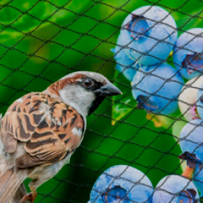 Bird Netting