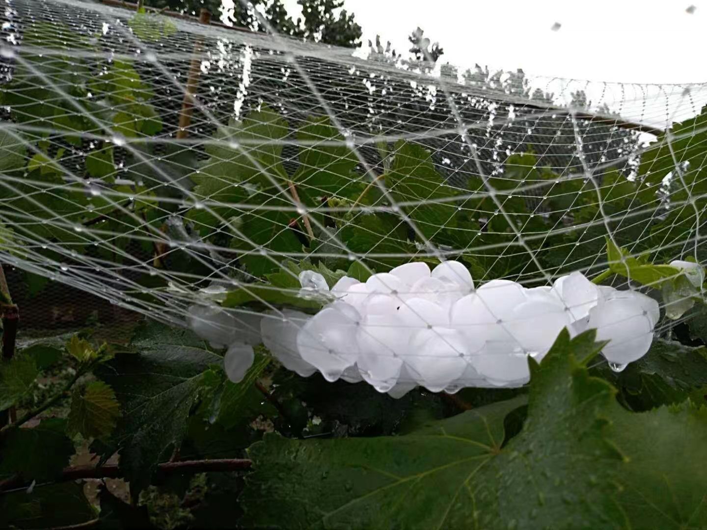  White Garden Hail Cloth