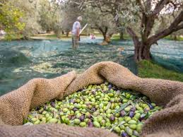  Olive Harvest Netting 3m