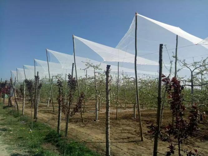  Hail Netting For Vineyards