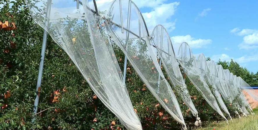  Anti Hail Net For Apple Tree